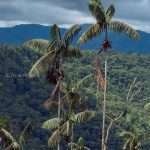 rio pachijal palmera bosque humedo tropical