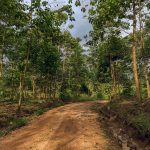 camino bosque tropical ecuador noroccidente pichincha