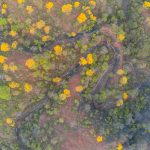 drone florecimiento guayacanes ecuador
