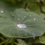 rain forest jungle ecuador leaf water