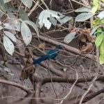 bird blue amazon trip ecuador