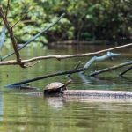 turtle river aguarico amazon ecuador
