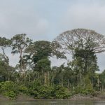 jungle amazon tree palm ecuador