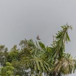 parrot ecuador tourism amazon jungle