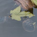 charapa little turtle sucumbios aguarico