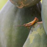 insects amazon jungle ecuador