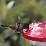 colibri bebedero en mindo